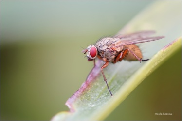 moucha-Helina-impuncta-1