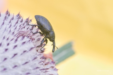 nosatec-Larinus-sturnus-2