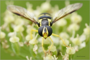 pestrenka-Xanthogramma-pedissequum-1