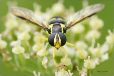 pestrenka-Xanthogramma-pedissequum-1