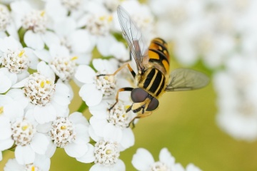 pestrenka-cernonosa-aba