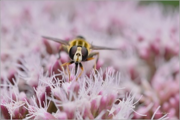 pestrenka-cervenonosa-ad