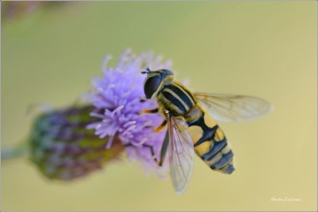 pestrenka-cervenonosa-hj