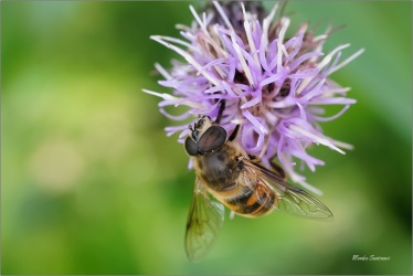 pestrenka-eristalis-2aa