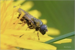 PESTŘENKA