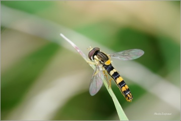 pestrenka-psana-b1