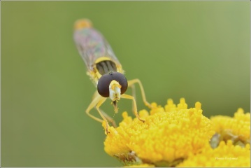 pestrenka-psana-l
