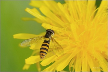 pestrenka-psana-samice