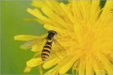 pestrenka-psana-samice