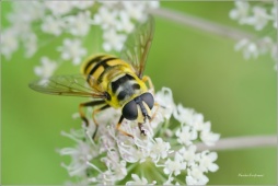 pestrenka-smrtihlavka-2