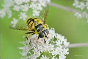 pestrenka-smrtihlavka-2