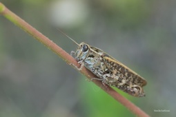 SARANČE VLAŠSKÁ