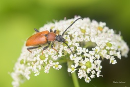 tesarik-obecny-