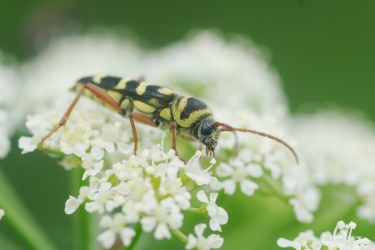 tesarik-plagionatus-floralis-