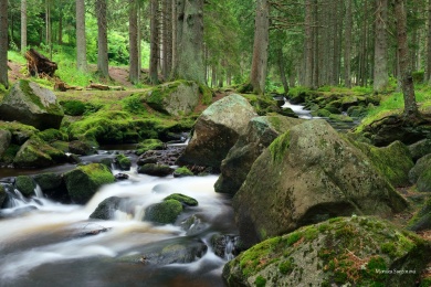 hamersky-potok-sumava-4