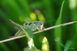 kobylka-hneda-