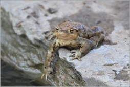ROPUCHA OBECNÁ