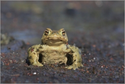 ROPUCHA OBECNÁ