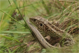 JEŠTERKA ŽIVORODÁ