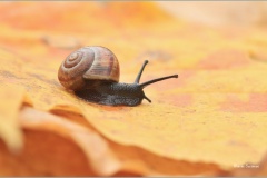 OSTATNÍ FAUNA