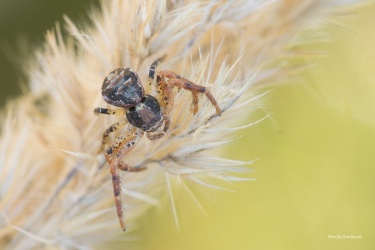 beznik-Xysticus-sp