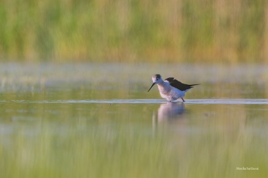 1_DSC08229-ARW_DxO_DeepPRIME