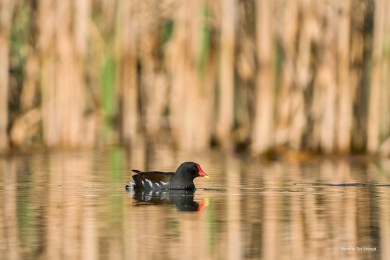 DSC09318-ARW_DxO_DeepPRIME