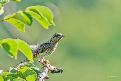 DSC09320-ARW_DxO_DeepPRIME
