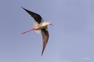 PISILA-CAPONOHA-051