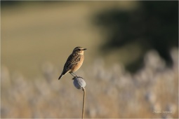 NATURE-WILDLIFE-4518 NATURE-WILDLIFE-4518