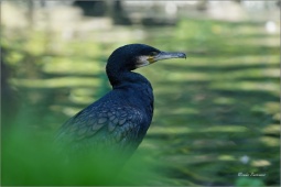 kormoran-velky-bb-2 kormoran-velky-bb-2