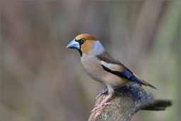 nature-lllfgt123519 nature-lllfgt123519