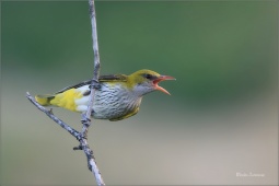 zluva-ghajni-5687-2 zluva-ghajni-5687-2