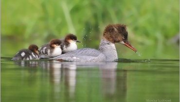 PTÁCI  - Birds - Vögel  - 1
