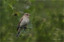 IMG_6424 IMG_6424
