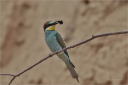 IMG_8304-2 IMG_8304-2