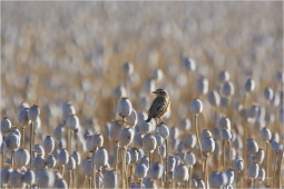 NATURE-WILDLIFE-4517 NATURE-WILDLIFE-4517
