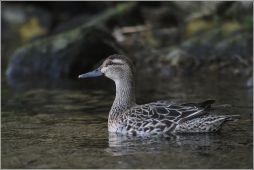 cirka-obecna cirka-obecna