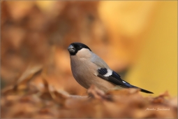 fauna-12-0093