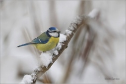 natur-fgh256nb184
