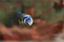 nature-11122545550005 nature-11122545550005