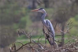 nature-55555jku17 nature-55555jku17