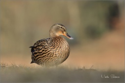 nature-55997jk008