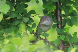 nature-7336594tpq04 nature-7336594tpq04