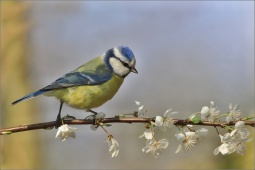 nature-lllfgt123506