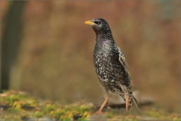 nature-lllfgt123513 nature-lllfgt123513