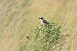 nature-ss44h24 nature-ss44h24