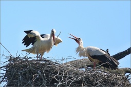 nature-ss44h52 nature-ss44h52