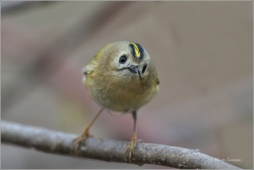 naturepriroda114 naturepriroda114