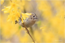 naturepriroda119 naturepriroda119